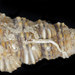 Cerithium dialeucum - Photo (c) smithsonian_marinegeo, some rights reserved (CC BY-NC-SA), uploaded by smithsonian_marinegeo