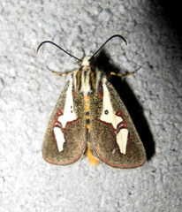 Aegocera venulia