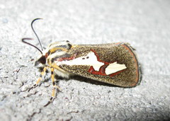 Aegocera venulia