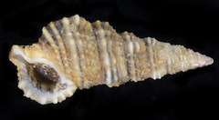 Cerithium dialeucum