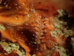 Amblyosyllis spectabilis