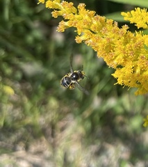 Melissodes illatus