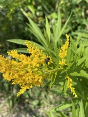 Melissodes illatus