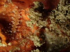 Amblyosyllis spectabilis