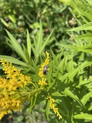 Melissodes illatus