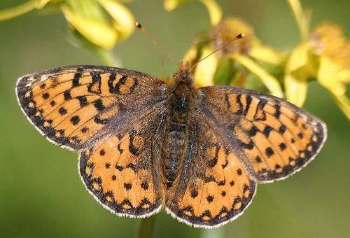 Mormon Fritillary