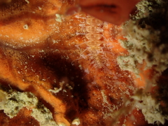 Amblyosyllis spectabilis