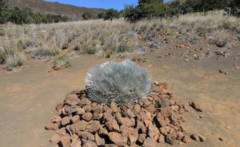 Argyroxiphium kauense