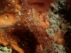 Amblyosyllis spectabilis