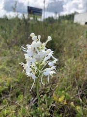 Platanthera blephariglottis conspicua