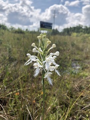 Platanthera blephariglottis conspicua