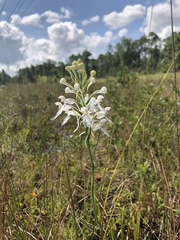 Platanthera blephariglottis conspicua