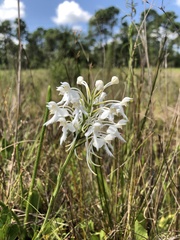 Platanthera blephariglottis conspicua