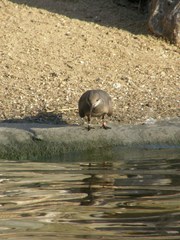 Larosterna inca