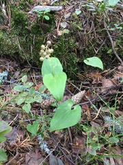 Maianthemum bifolium