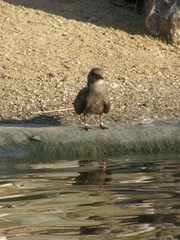Larosterna inca