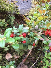 Vaccinium vitis-idaea