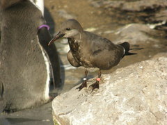 Larosterna inca