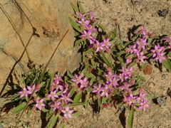 Aizoon paniculatum