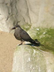 Larosterna inca