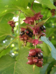 Leycesteria