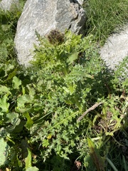 Cirsium spinosissimum