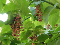 Leycesteria