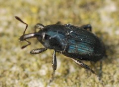 Baridina