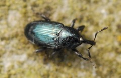 Baridina
