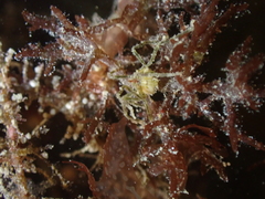 Ammothea hilgendorfi