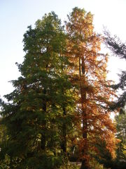 Metasequoia glyptostroboides