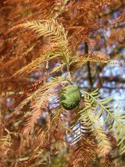 Metasequoia glyptostroboides