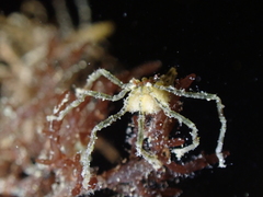 Ammothea hilgendorfi