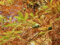 Metasequoia glyptostroboides