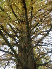 Metasequoia glyptostroboides