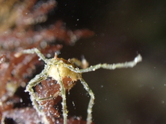 Ammothea hilgendorfi