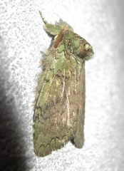Netria viridescens