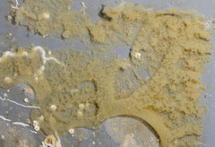 Homoscleromorpha