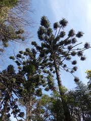 Araucaria angustifolia