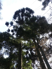 Araucaria angustifolia