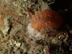 Scolanthus callimorphus