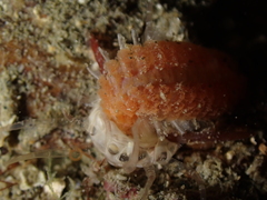 Scolanthus callimorphus