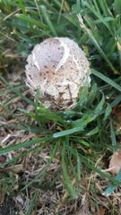Chlorophyllum