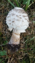 Chlorophyllum