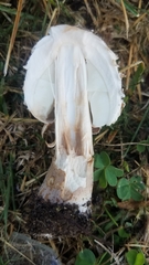 Chlorophyllum