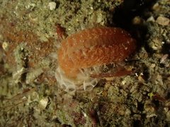 Scolanthus callimorphus