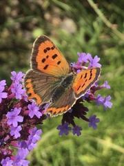 Lycaena phlaeas