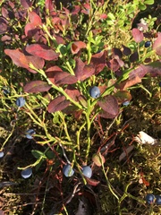 Vaccinium myrtillus