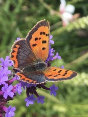 Lycaena phlaeas