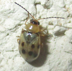 Afromaculepta ursulae